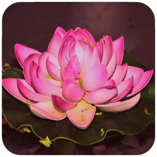 Play Lotus Wallpaper APK Play Lotus Wallpaper APK