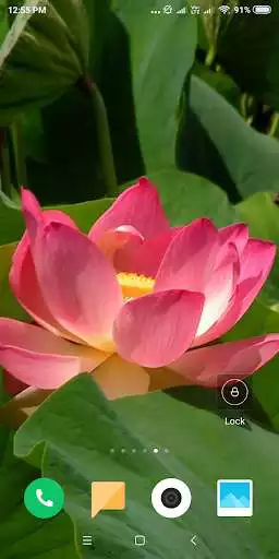 Play Lotus Wallpaper  and enjoy Lotus Wallpaper with UptoPlay