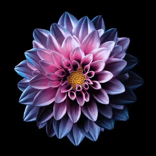 Play Lotus Wallpapers APK