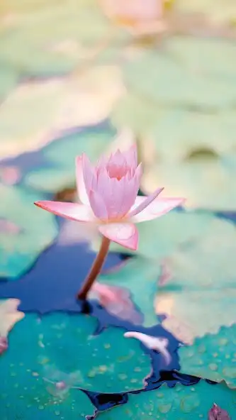 Play Lotus Wallpapers