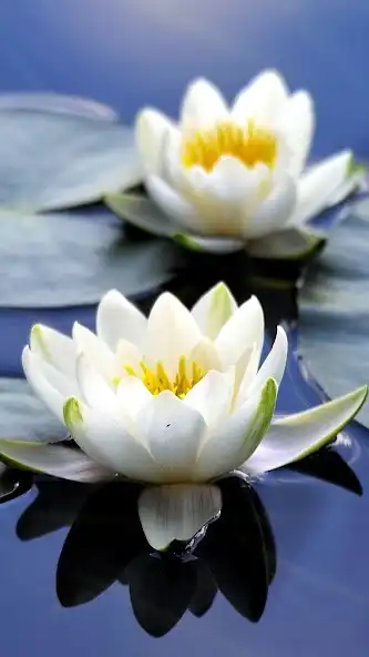 Play Lotus Wallpapers
