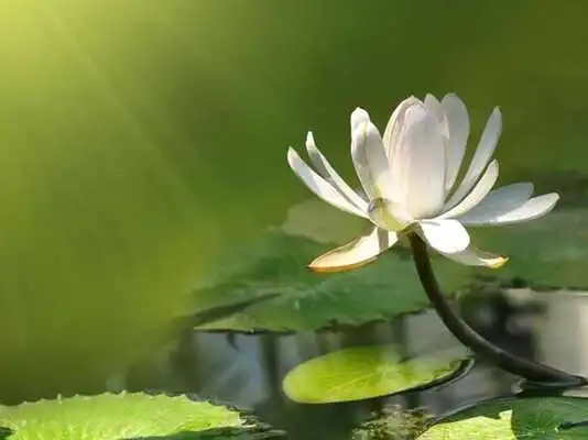 Play Lotus Wallpapers