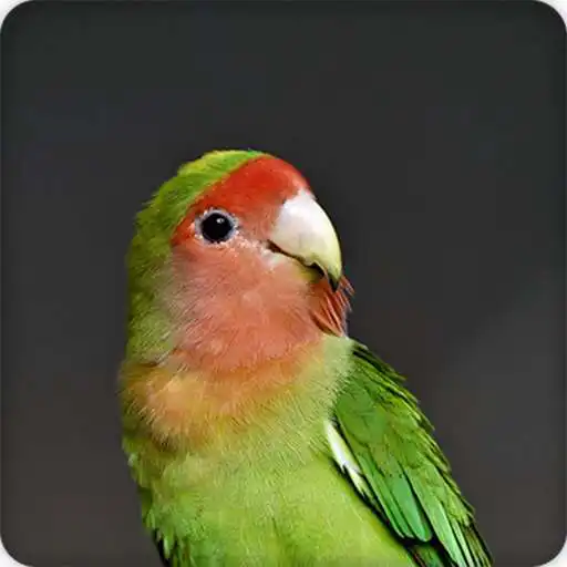 Play Lovebird Call Sounds Ringtone APK Play Lovebird Call Sounds Ringtone APK