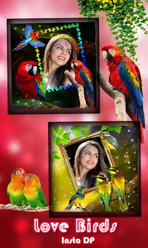 Play Love Bird Insta DP Maker