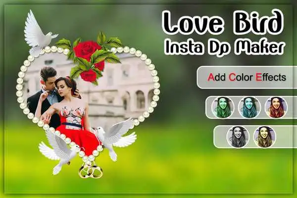 Play Love Bird Insta DP Maker