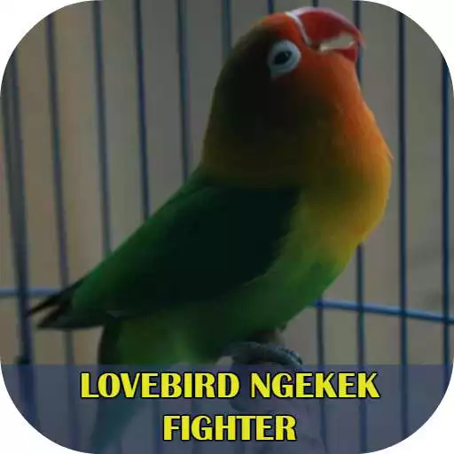 Play Lovebird Ngekek Fighter APK Play Lovebird Ngekek Fighter APK