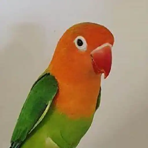 Play lovebirds chirping APK Play lovebirds chirping APK