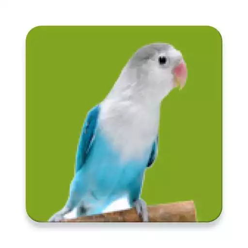 Play Lovebird Sound APK