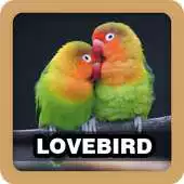 Free play online Lovebird Sound Ringtone APK Free play online Lovebird Sound Ringtone APK