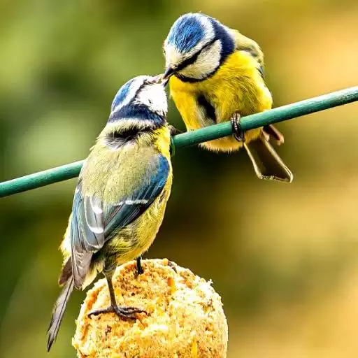 Play Lovebird Sounds APK Play Lovebird Sounds APK