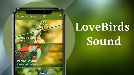 Play Lovebird Sounds as an online game Lovebird Sounds with UptoPlay