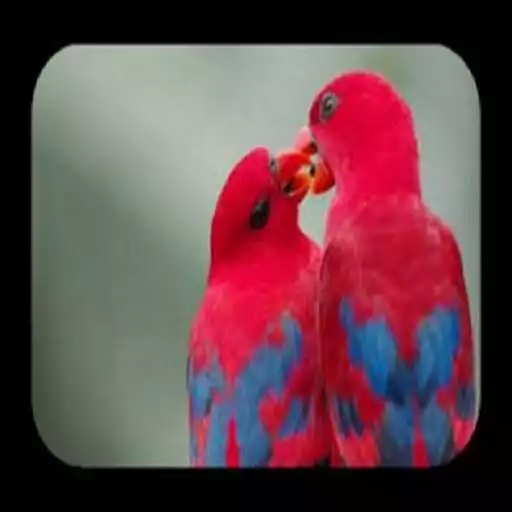 Free play online Love Bird Wallpaper APK Free play online Love Bird Wallpaper APK