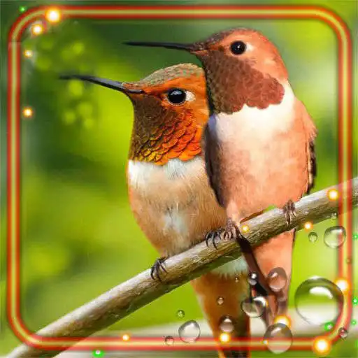 Play Love Colibri Live Wallpaper APK Play Love Colibri Live Wallpaper APK