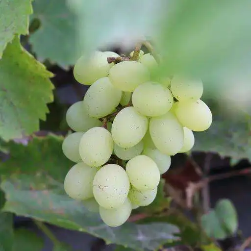 Free play online Lovely bunch of grapes APK Free play online Lovely bunch of grapes APK