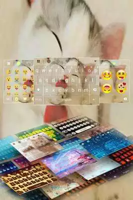 Play Lovely Cat Play Lovely Cat