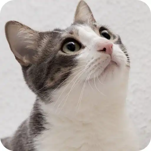 Play Lovely cat sound APK