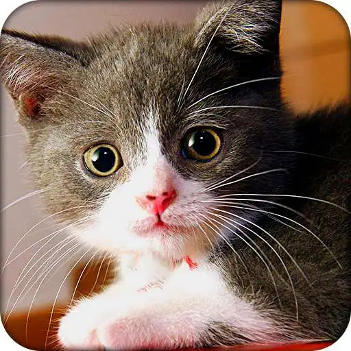 Play Lovely Cats Theme APK Play Lovely Cats Theme APK