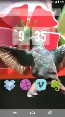 Play Lovely Colibri Live Wallpaper