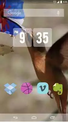 Play Lovely Colibri Live Wallpaper