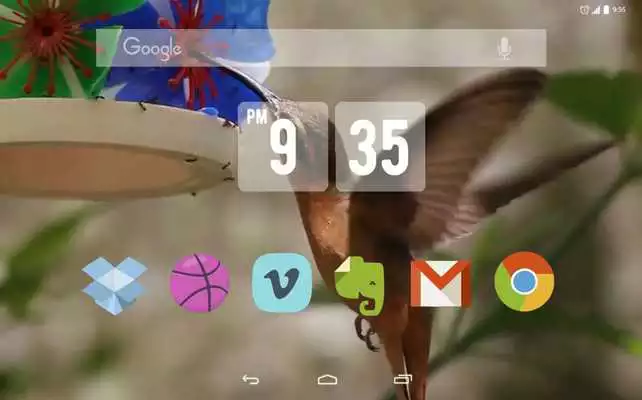 Play Lovely Colibri Live Wallpaper