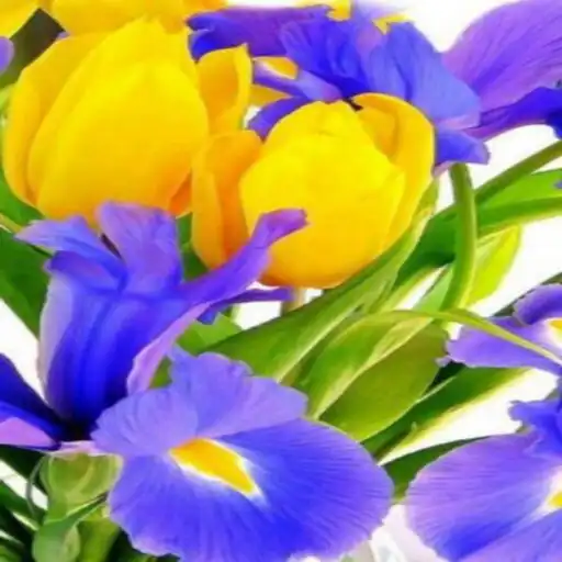 Play Lovely Flowers Images APK Play Lovely Flowers Images APK