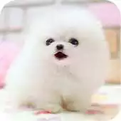 Free play online Lovely Pet  Lwp APK