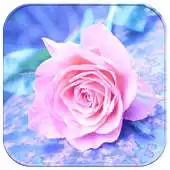 Free play online Lovely Pink Rose APK Free play online Lovely Pink Rose APK