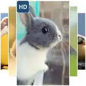 Free play online Lovely Rabbit Wallpaper APK