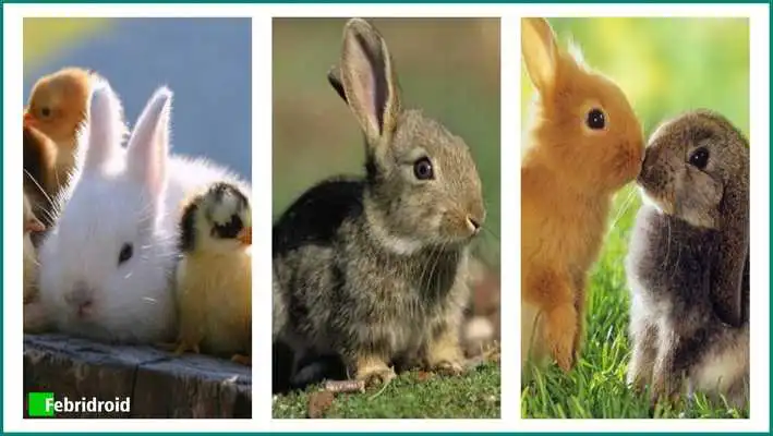 Play Lovely Rabbit Wallpaper Play Lovely Rabbit Wallpaper