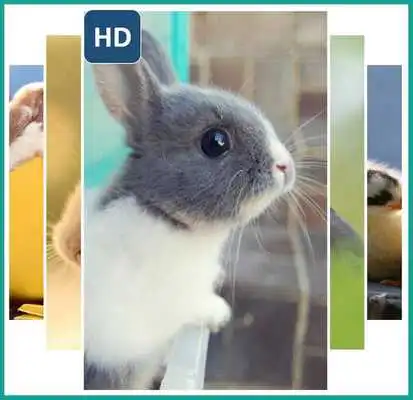 Play Lovely Rabbit Wallpaper Play Lovely Rabbit Wallpaper