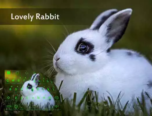 Play Lovely Rabit In Green Theme