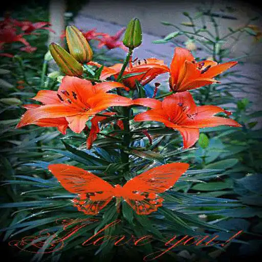 Free play online Lovely Red Flower LWP APK