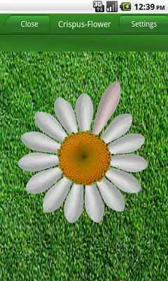 Play Love me (Daisy)