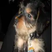 Free play online Love My Pets APK