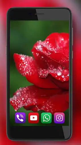 Play Love Rose HD Live Wallpaper  and enjoy Love Rose HD Live Wallpaper with UptoPlay