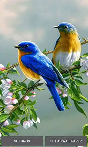 Play Loving Bird Live Wallpaper