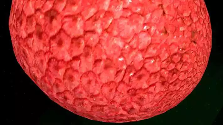 Play Lychee 3D