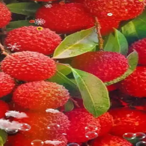 Play Lychee Wallpaper APK Play Lychee Wallpaper APK