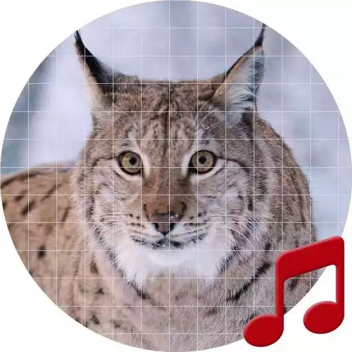 Run free android online Lynx sounds ~ Sboard.pro APK Run free android online Lynx sounds ~ Sboard.pro APK