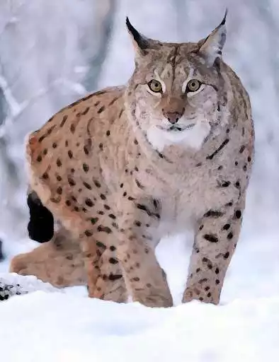 Play APK Lynx sounds ~ Sboard.pro  and enjoy Lynx sounds ~ Sboard.pro with UptoPlay pro.sboard.ringtone.Lynx