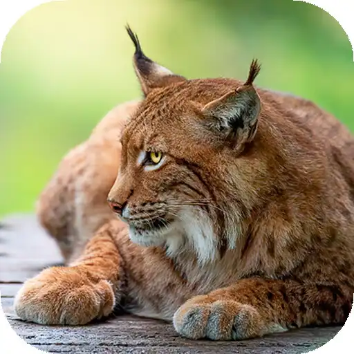 Play Lynx wallpaper APK
