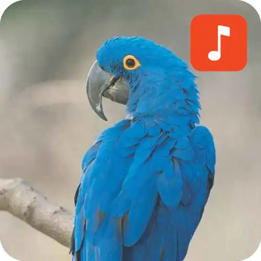 Free play online Macaw bird sounds APK Free play online Macaw bird sounds APK