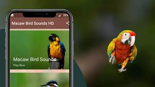 Play Macaw bird sounds