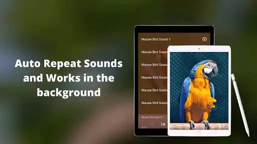Play Macaw bird sounds