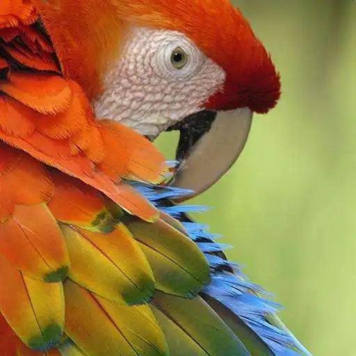 Run free android online Macaw Wallpaper APK