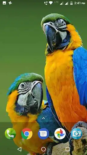 Play APK Macaw Wallpaper  and enjoy Macaw Wallpaper with UptoPlay com.myapp.Macaw.Wallpaper