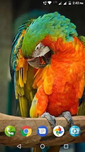 Play APK Macaw Wallpaper  and enjoy Macaw Wallpaper with UptoPlay com.myapp.Macaw.Wallpaper