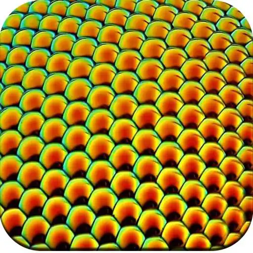 Play Macro HD Wallpaper APK Play Macro HD Wallpaper APK