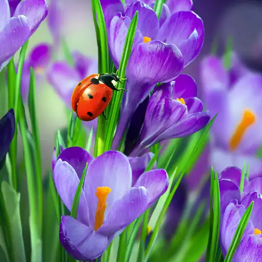 Play Macro Spring Live Wallpaper APK