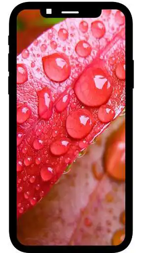 Play Macro Wallpaper 4K  and enjoy Macro Wallpaper 4K with UptoPlay